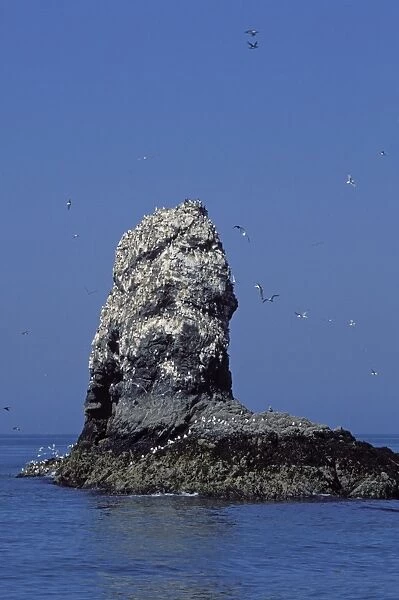 Sixty Foot Rock - Homer - Alaska
