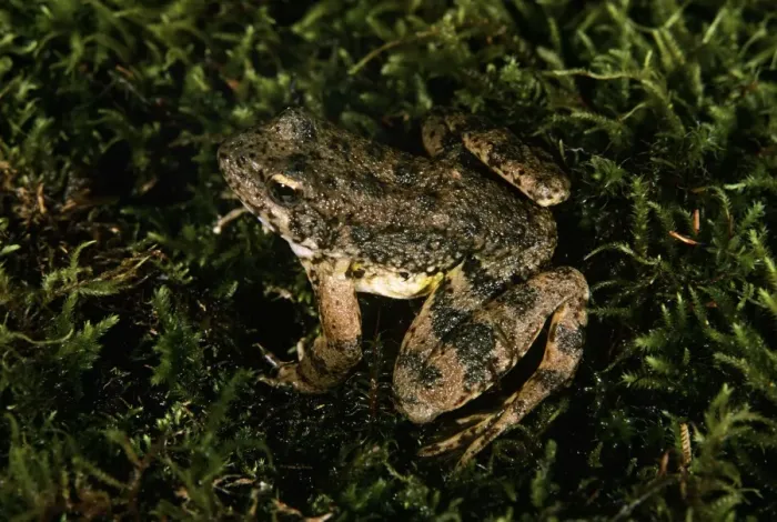 Framed Print : Foothill Yellow-legged Frog Framed Print : Foothill Yellow-legged Frog