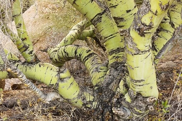 Foothills or Yellow Palo Verde, Parkinsonia microphylla = Cercidium microphyllum; old trunks, Arizona