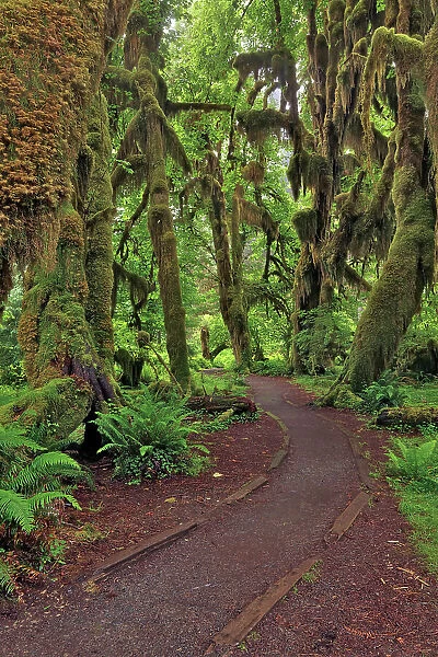 Footpath through forest draped with Club Moss, Hoh Rainforest, Olympic National Park, Washington State Date: 19-06-2013