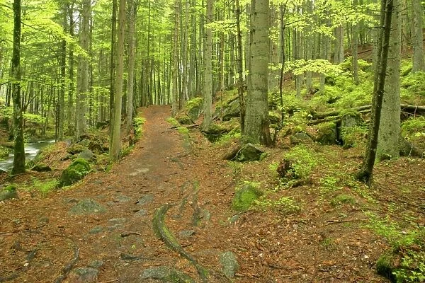 Footpath in primeval forest in springtime Bavaria Forest National Park, Bavaria, Germany