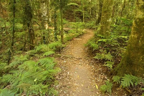footpath in rainforest - a narrow foot path leads through subtropical rainforest - Lamington National Park, Central Eastern Australian Rainforest World Heritage Area, Queensland, Australia