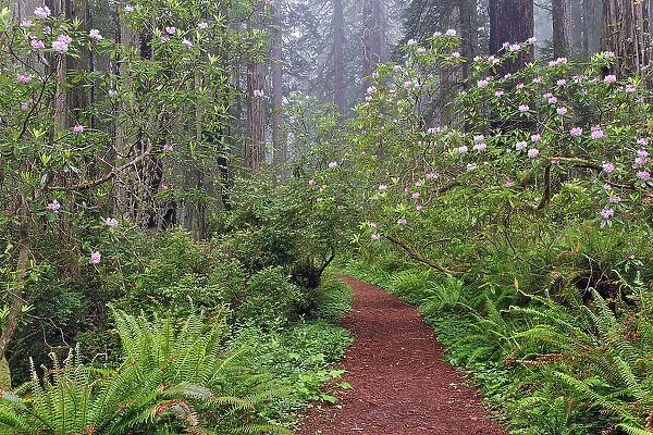 Footpath through Redwood trees and Pacific Rhododendron in fog, Redwood National Park, California, Damnation trail. Date: 25-12-2006