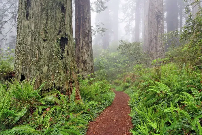 Framed Print : Footpath through Redwood trees and Pacific Rhododendron in fog, Redwood National Park, California, Damnation trail. Date: 25-12-2006 Framed Print : Footpath through Redwood trees and Pacific Rhododendron in fog, Redwood National Park, California, Damnation trail. Date: 25-12-2006
