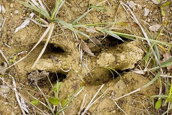 Footprint of Elk  /  Moose - Estonia