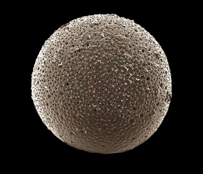 Framed Print : Foraminifera Framed Print : Foraminifera