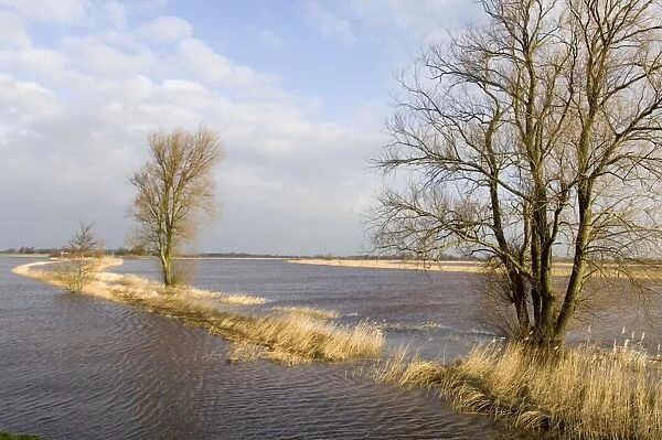 Foreland flooded river in winter The Netherlands, Overijssel, river Zwartewater (Blackwater)
