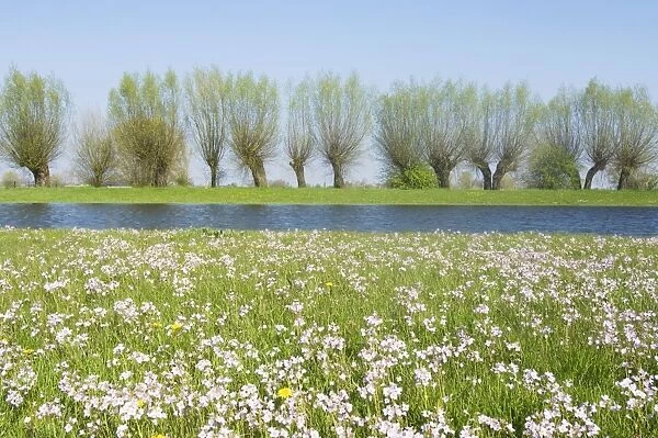 Foreland river IJssel - In springtime with flowering lady's smock The Netherlands, Overijssel, foreland Ravenswaard