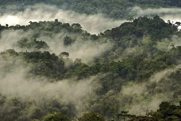 Forest canopy in the mist - Nyungwe - Rwanda - Africa