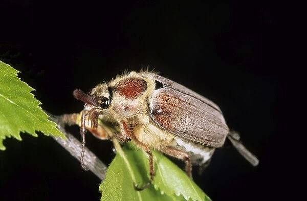 Forest COCKCHAFER  /  May beetle - rests on a birch branch during breeding mass flight in dusk