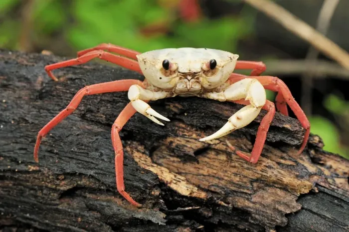 Framed Print : Forest Crab - Montagne des Francais Reserve - Antsiranana - Northern Madagascar Framed Print : Forest Crab - Montagne des Francais Reserve - Antsiranana - Northern Madagascar