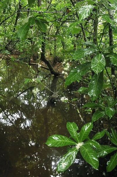 Forest creek - with cornbeefwood (Barringtonia sp.)