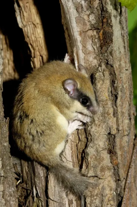 Framed Print : Forest dormouse, adult, warily climbs out of its shelter (a tree-hollow); common in deciduous forests of South Ural Mountains, nocturnal; South Russia, summer. Ur39. 4012 Framed Print : Forest dormouse, adult, warily climbs out of its shelter (a tree-hollow); common in deciduous forests of South Ural Mountains, nocturnal; South Russia, summer. Ur39. 4012