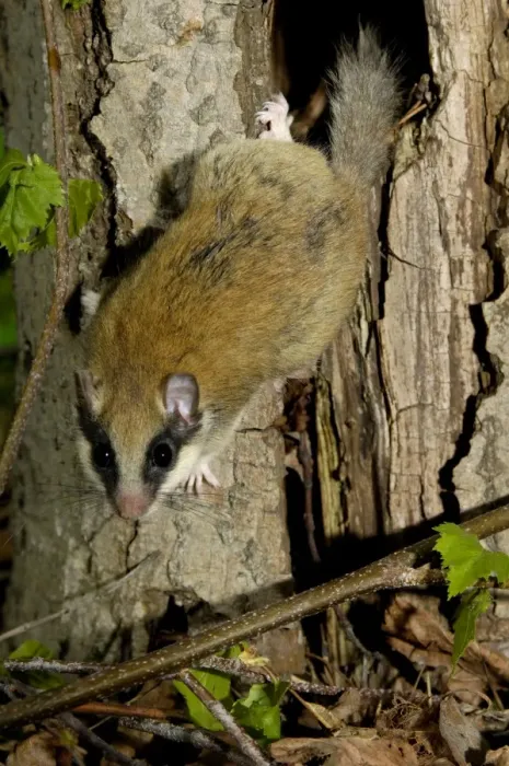 Framed Print : Forest dormouse, adult, warily climbs out of its shelter (a tree-hollow); common in deciduous forests of South Ural Mountains, nocturnal; South Russia, summer. Ur39. 4039 Framed Print : Forest dormouse, adult, warily climbs out of its shelter (a tree-hollow); common in deciduous forests of South Ural Mountains, nocturnal; South Russia, summer. Ur39. 4039