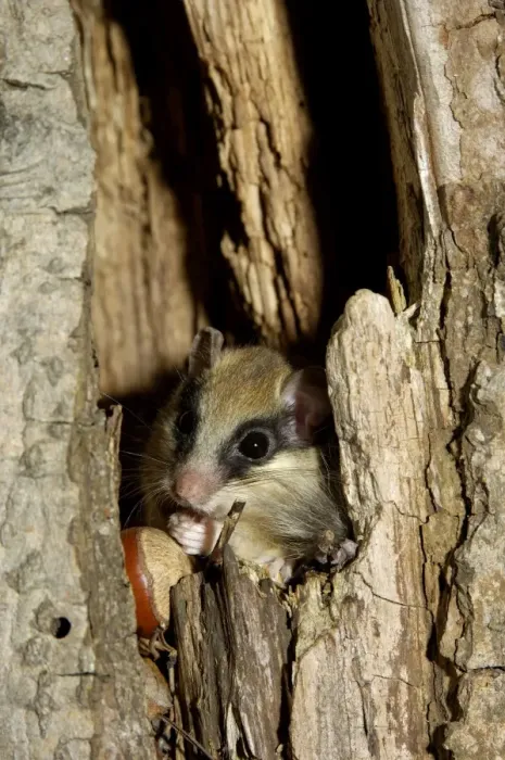 Framed Print : Forest dormouse, adult, eats remains of nuts before climbing out of its shelter (a tree-hollow); common in deciduous forests of South Ural Mountains, nocturnal; South Russia, summer. Ur39. 4047 Framed Print : Forest dormouse, adult, eats remains of nuts before climbing out of its shelter (a tree-hollow); common in deciduous forests of South Ural Mountains, nocturnal; South Russia, summer. Ur39. 4047