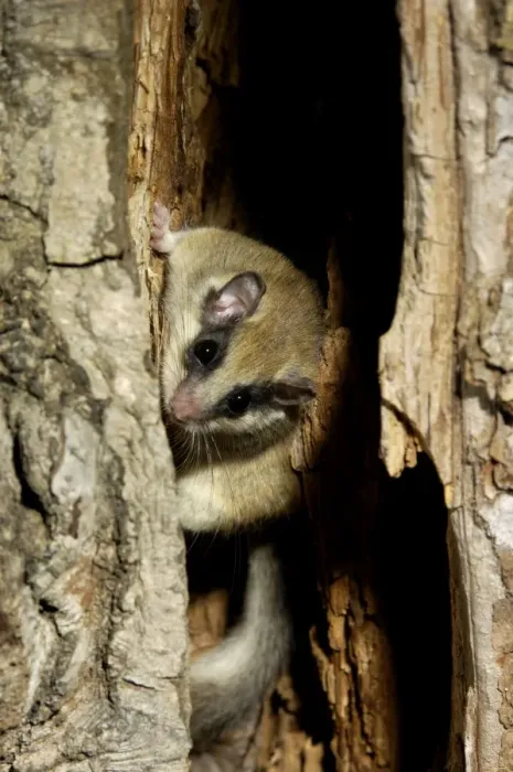 Framed Print : Forest dormouse, adult, typically lingers about before climbing out of its shelter (a tree-hollow); common in deciduous forests of South Ural Mountains, nocturnal; South Russia, summer. Ur39. 4061 Framed Print : Forest dormouse, adult, typically lingers about before climbing out of its shelter (a tree-hollow); common in deciduous forests of South Ural Mountains, nocturnal; South Russia, summer. Ur39. 4061