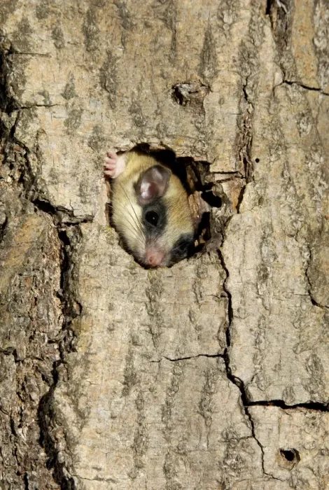Framed Print : Forest dormouse, adult, climbs out of its shelter (a tree-hollow); common in deciduous forests of South Ural Mountains, nocturnal; South Russia, summer. Ur39. 4065 Framed Print : Forest dormouse, adult, climbs out of its shelter (a tree-hollow); common in deciduous forests of South Ural Mountains, nocturnal; South Russia, summer. Ur39. 4065