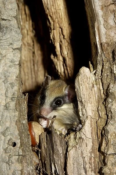 Forest dormouse, adult, eats remains of nuts before climbing out of its shelter (a tree-hollow); common in deciduous forests of South Ural Mountains, nocturnal; South Russia, summer. Ur39. 4047