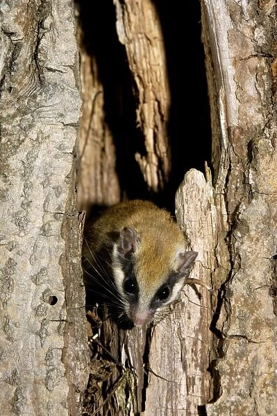 Forest dormouse, adult, typically lingers about before climbing out of its shelter (a tree-hollow); common in deciduous forests of South Ural Mountains, nocturnal; South Russia, summer. Ur39. 4029