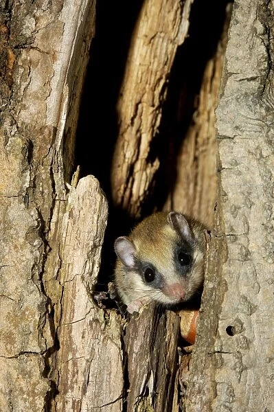 Forest dormouse, adult, typically lingers about before climbing out of its shelter (a tree-hollow); common in deciduous forests of South Ural Mountains, nocturnal; South Russia, summer. Ur39. 4051