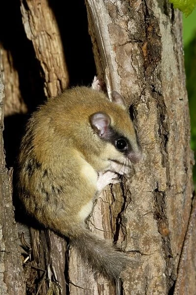 Forest dormouse, adult, warily climbs out of its shelter (a tree-hollow); common in deciduous forests of South Ural Mountains, nocturnal; South Russia, summer. Ur39. 4012