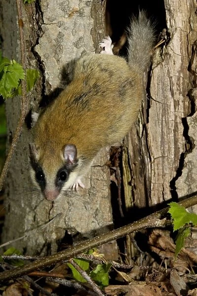 Forest dormouse, adult, warily climbs out of its shelter (a tree-hollow); common in deciduous forests of South Ural Mountains, nocturnal; South Russia, summer. Ur39. 4039
