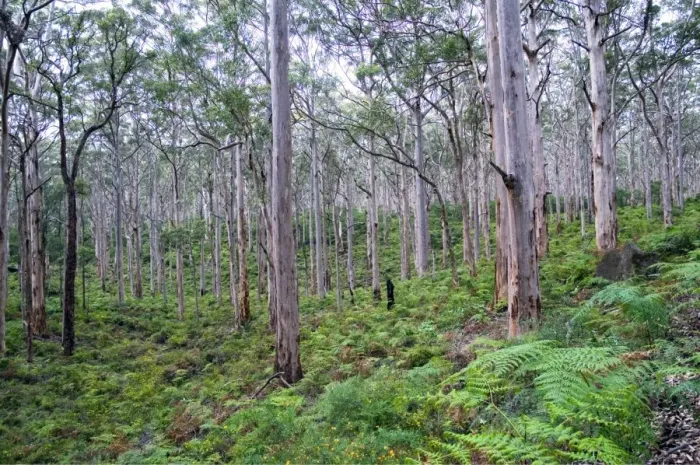 Framed Print : Forest of karri trees, the third tallest tree species in the world. Boranup Forest, Margaret River, Western Australia Framed Print : Forest of karri trees, the third tallest tree species in the world. Boranup Forest, Margaret River, Western Australia