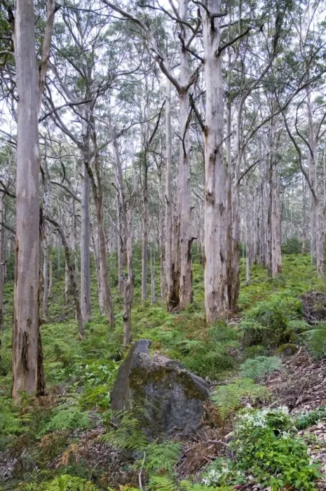 Framed Print : Forest of karri trees, the third tallest tree species in the world. Boranup Forest, Margaret River, Western Australia Framed Print : Forest of karri trees, the third tallest tree species in the world. Boranup Forest, Margaret River, Western Australia