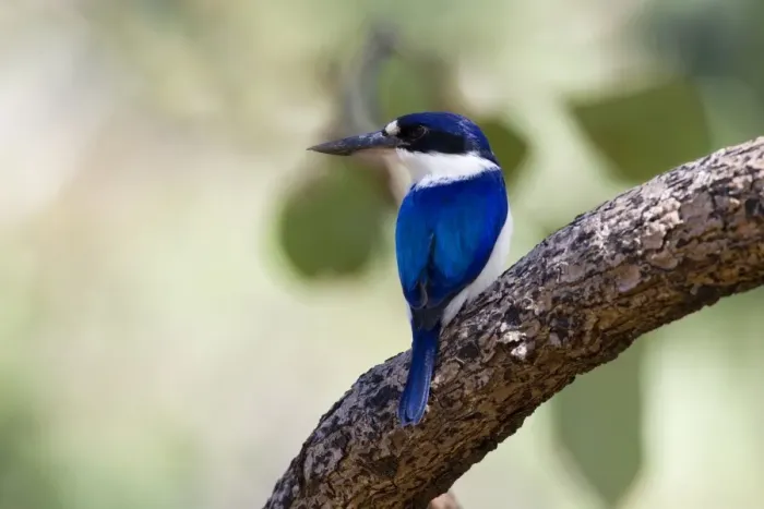 Framed Print : Forest Kingfisher - adult Forest Kingfisher sitting on a branch in a light forest looking out for prey - Northern Territory Framed Print : Forest Kingfisher - adult Forest Kingfisher sitting on a branch in a light forest looking out for prey - Northern Territory
