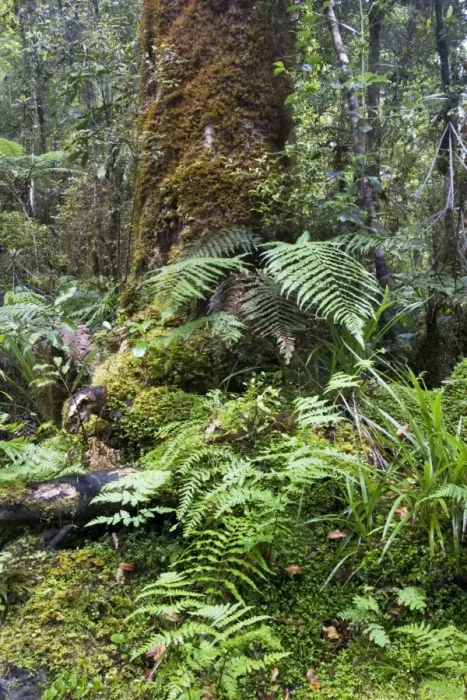 Framed Print : Forest - moss covered trees and ferns around Lake Matheson. South Westland - South Island - New Zealand Framed Print : Forest - moss covered trees and ferns around Lake Matheson. South Westland - South Island - New Zealand