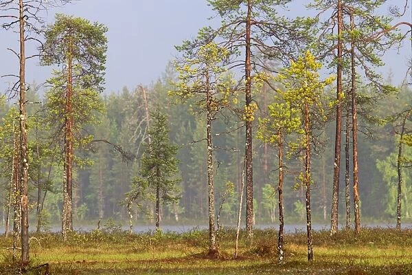 Forest with Pine the other most common species