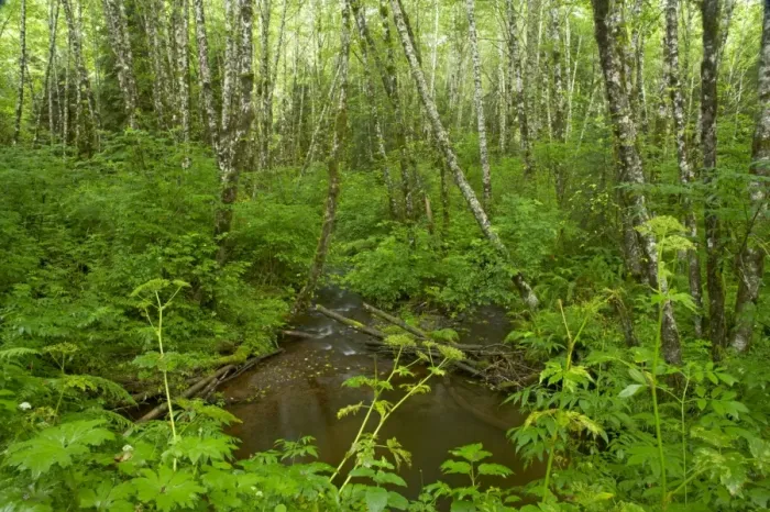 Framed Print : Forest Stream - bog Tillamook Area, Oregon, USA LA001049 Framed Print : Forest Stream - bog Tillamook Area, Oregon, USA LA001049