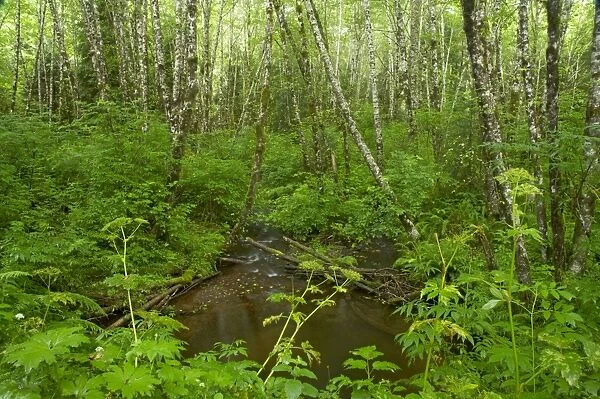 Forest Stream - bog Tillamook Area, Oregon, USA LA001049