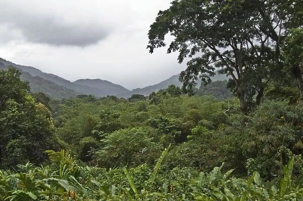 Forest - in valley - looking down from Asa Wright Centre - Trinidad