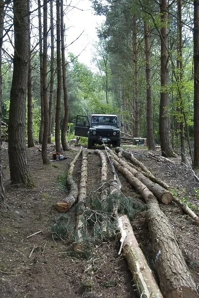 Forestry - Scots and Corsican Pine Trees - felled trunks being moved by winch attached to Land Rover