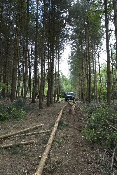 Forestry - Scots and Corsican Pine Trees - felled trunks being moved by winch attached to Land Rover