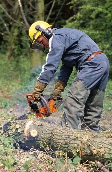 Forestry Worker - using chainsaw