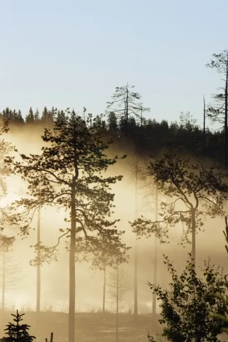Framed Print : FORET EN FINLANDE Framed Print : FORET EN FINLANDE