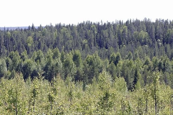FORET EN FINLANDE. Finland - forest. Kuhmo Finland