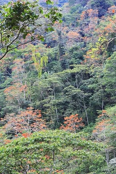 foret tropicale avec Bucare ceibo. (Arbre a fleurs rouges )