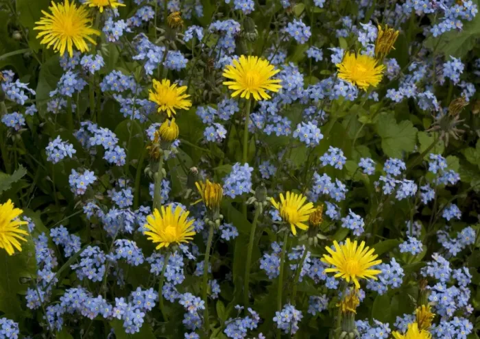 Framed Print : Forget Me Not Framed Print : Forget Me Not