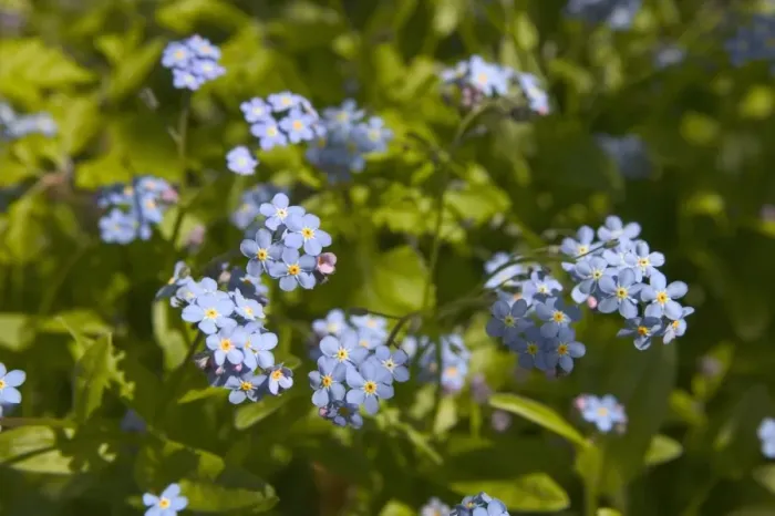 Framed Print : Forget-me-not Framed Print : Forget-me-not