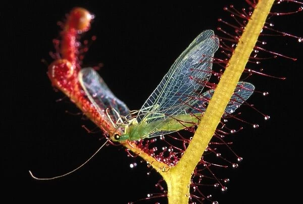 Fork-leaved Sundew - with trapped Green Lacewing