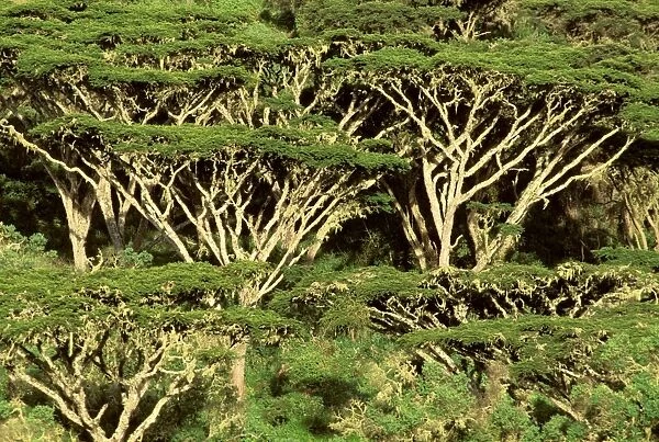 Forst of Acacia - on rim of Ngorongoro Crater - Ngorongoro Conservation Area - Tanzania JFL14189