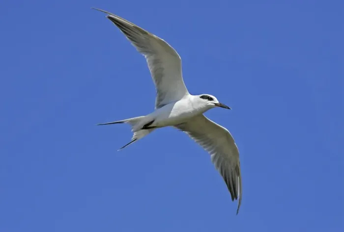 Framed Print : Forster's Tern Brigantine NWR, New Jersey, USA Framed Print : Forster's Tern Brigantine NWR, New Jersey, USA