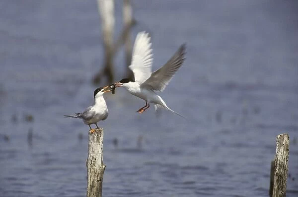 Forster's Tern - Courtship Food Pass New Jersey, USA BI006908