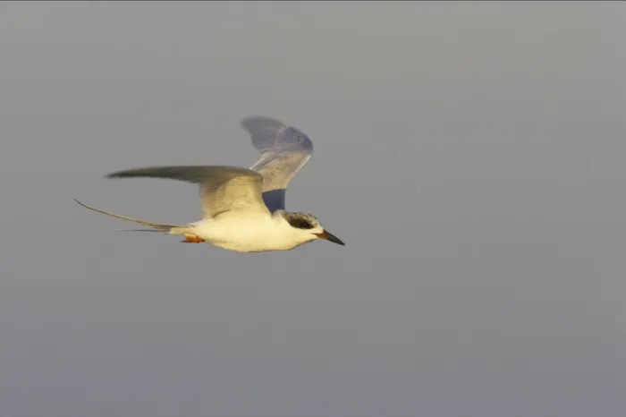 Framed Print : Forster's Tern - In flight. Fort de Soto, florida, USA BI001655 Framed Print : Forster's Tern - In flight. Fort de Soto, florida, USA BI001655