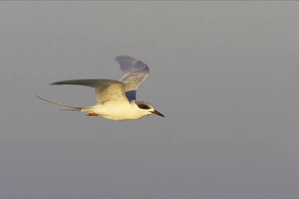 Forster's Tern - In flight. Fort de Soto, florida, USA BI001655