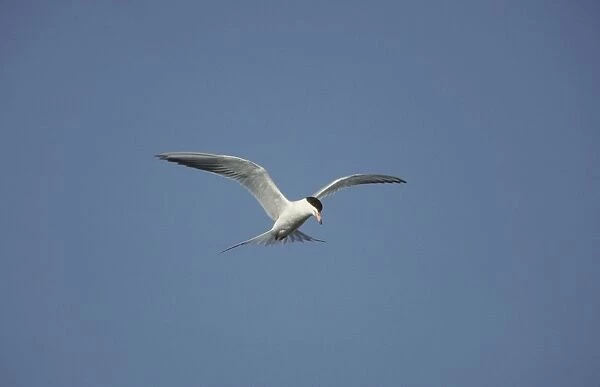 Forster's Tern - In flight, hunting for fish New Jersey, USA BI006909