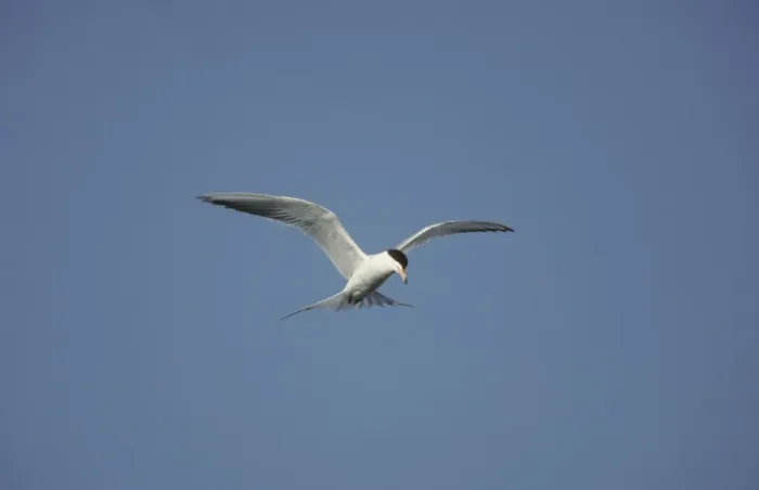 Framed Print : Forster's Tern - In flight, hunting for fish New Jersey, USA BI006909